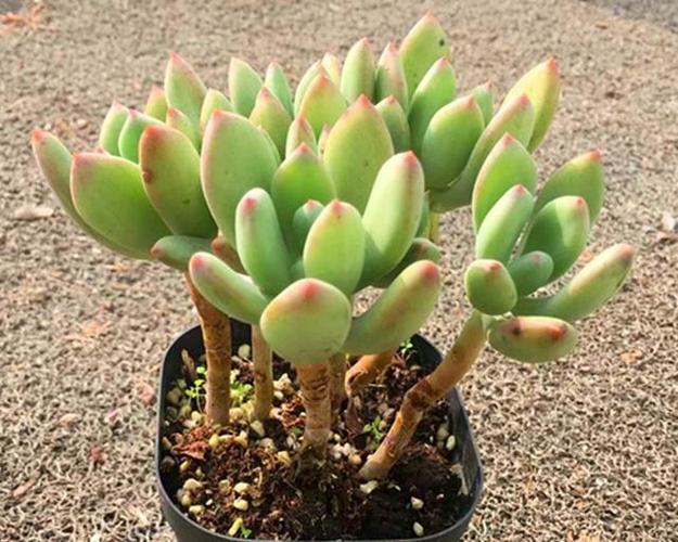 6,青星美人 ↑ 青星美人就是比星美人绿一些,青星美人的叶尖和叶缘会