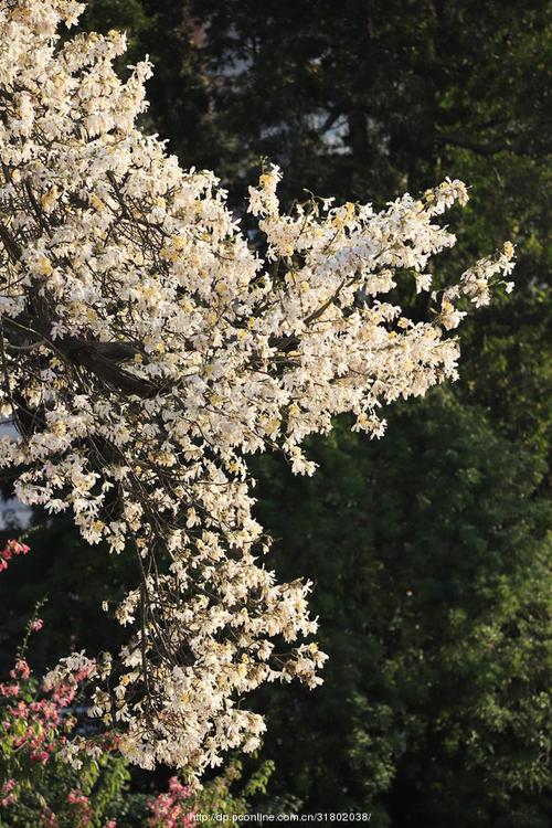 白花异木棉