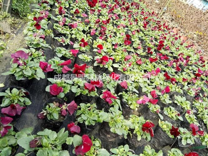 报春花小杯苗 花色红色和黄色 大量出售