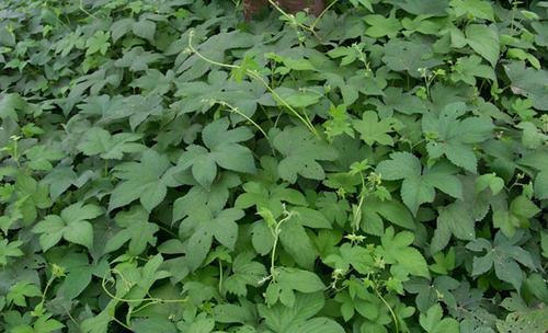 它长在野草堆,能治肺热咳嗽,一斤能卖20元,却遭人嫌弃