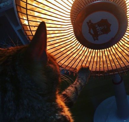 最骚烤火姿势烤糊生无可恋系列胡子烤成大波浪的想提醒这些猫咪,你们