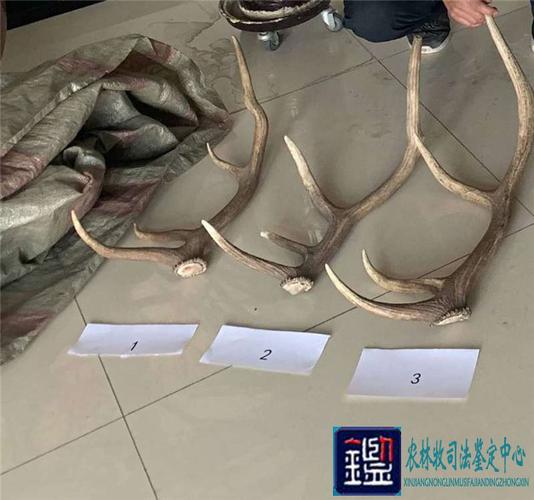 马鹿属野生动物,马鹿角制品同样不可随意贩卖运输