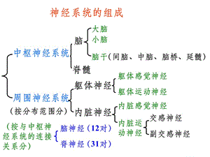 神经系统的组成34587ppt课件