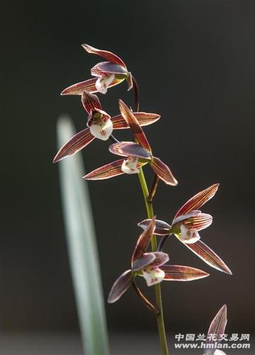 20168012细叶寒兰经典紫花(端研)