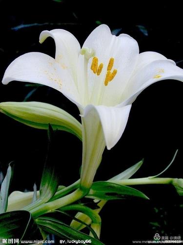 百合花开