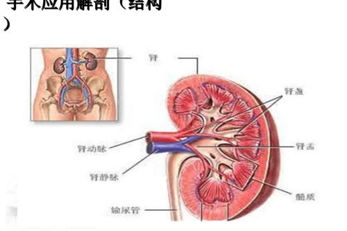 后腹腔镜肾部分切除术护理配合ppt课件.ppt 34页