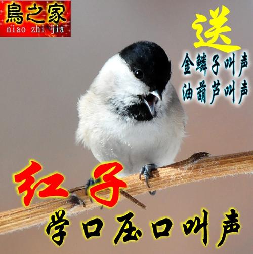 沼泽山雀又名小仔伯,仔仔红,红子,小豆雀,红子鸟压口叫声mp3