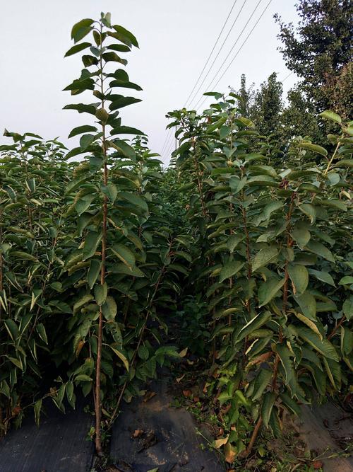 美早俄罗斯8号当年樱桃苗樱桃树,俄8,福晨,福星
