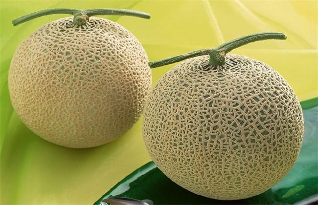 网纹瓜和哈密瓜的区别