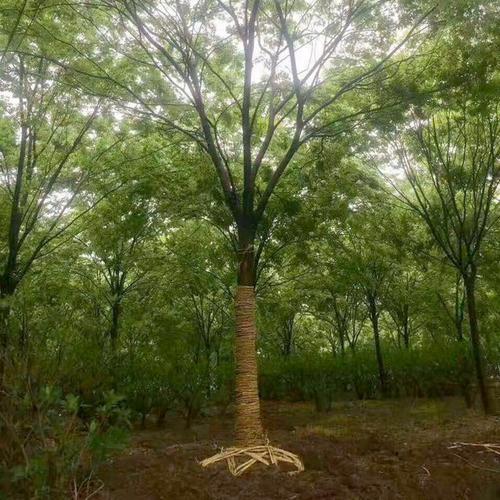 榉树榉树价格景观树安徽榉树批发榉树种植基地量大优惠