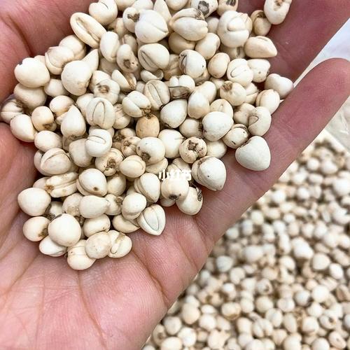 教你识别真假川贝,功效与食法_贝母_颗粒_养生_真伪_止咳_医疗健康