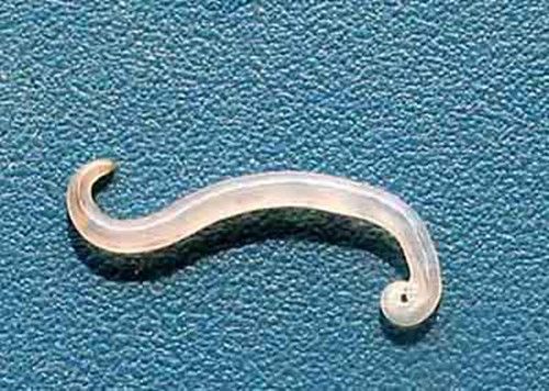 小孩子屁股里爬出小白虫是啥虫为什么会这样,谁知道谢谢