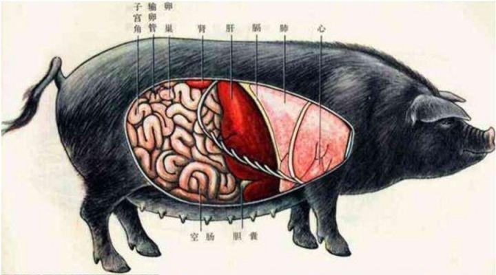 【白白讲坛】关于动物肝脏的那些事财经