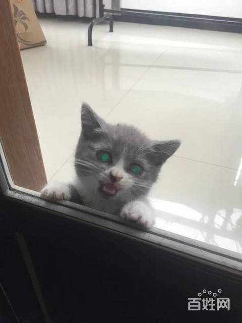 【猫咪传奇】出售各类猫咪 英短 蓝猫 纯蓝 渐层