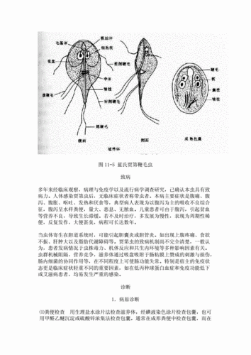第三节蓝氏贾第鞭毛虫.doc