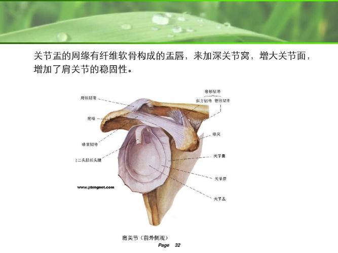 纤维软骨构成的盂唇,来加深关节窝,增大关节面, 增加了肩关节的稳固性