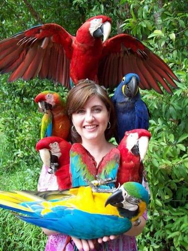 五彩金刚鹦鹉(鹦鹉科)