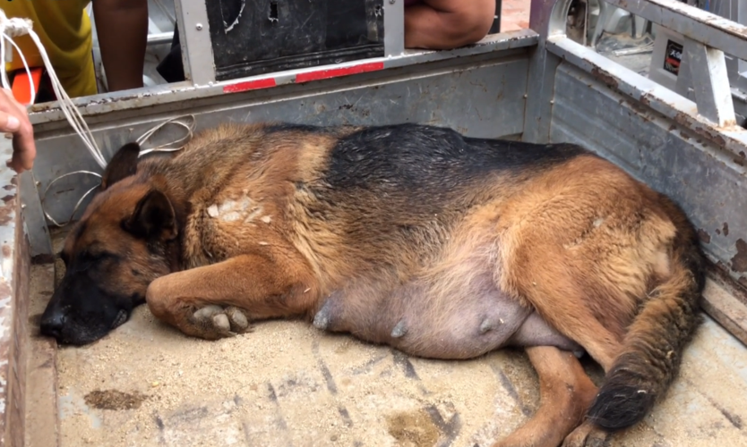 怀孕德牧有气无力地躺在三轮车上