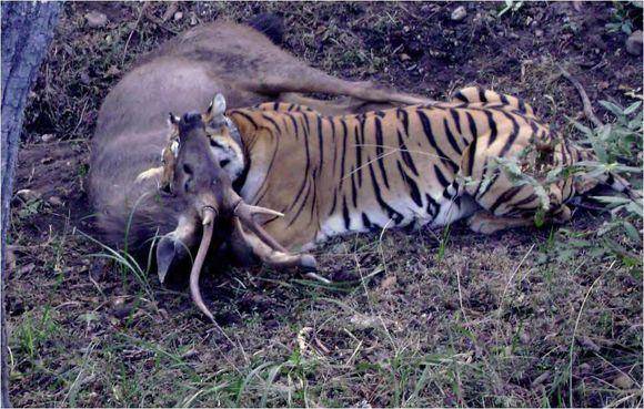 猛虎探秘,世界野生虎狩猎指南!