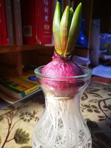 风信子观察日记