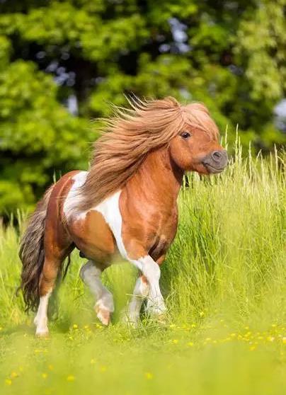 天水骑乘马活体大型养殖基地-小矮马价格