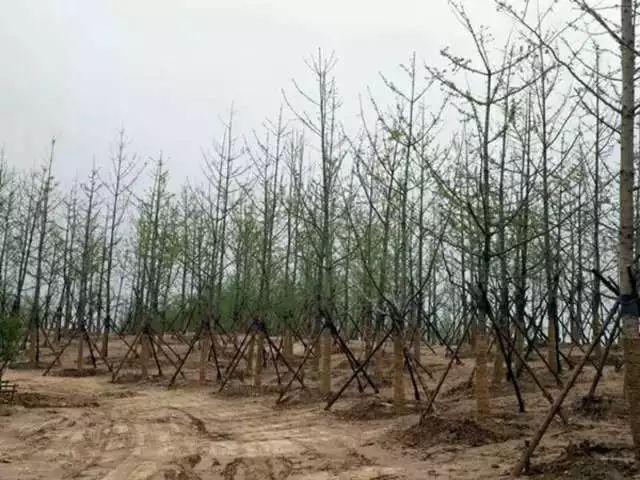 【真棒】咱南乐家门口有省级森林公园啦!快来感受这浓浓的绿意吧!