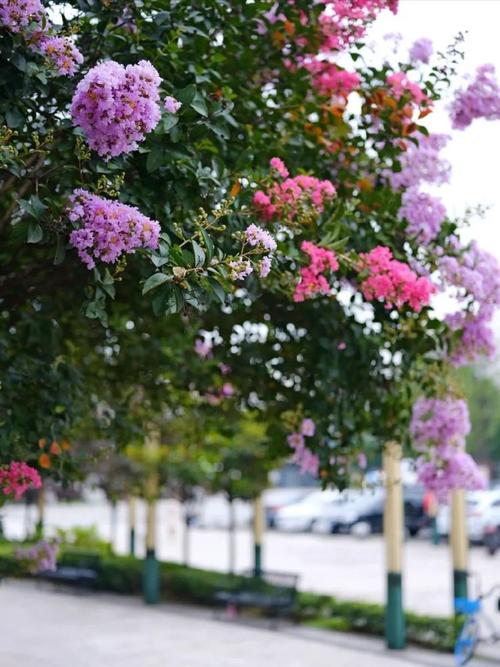7月成都,紫薇花,开了!