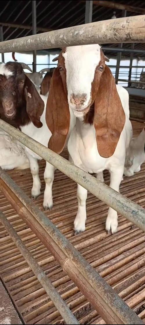 大耳朵波尔山羊出售中 支持货到付款