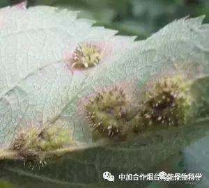 年度大总结!苹果树病虫害识别图谱