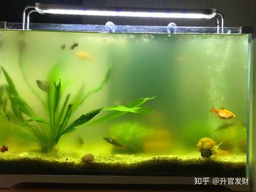 怎么可能……这怎么叫浑浊……毕竟最浑浊的时候,水全部是绿色的,啥都