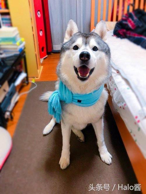 二哈界裴勇俊!发现自家狗子超级适合围围巾,气质提升几个档次!
