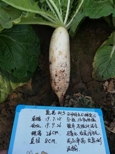 种子种苗  萝卜种子   商品详情 301改良升级白萝卜种子,花板叶结合