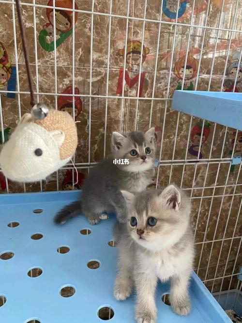 这算蓝金吗蓝猫和金渐层的崽