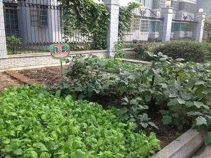 幼儿园小菜园——亲近自然  亲近绿色