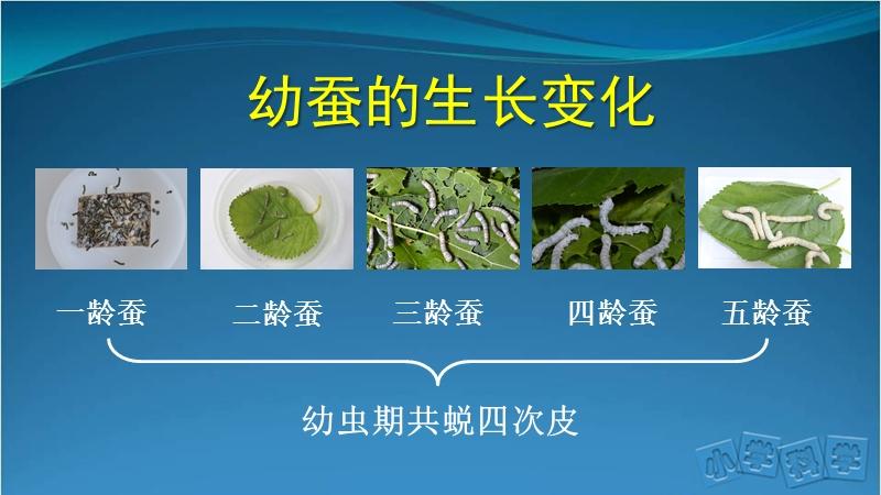 人教鄂教版四年级下册科学7.蚕的生长变化(二)课件.pptx