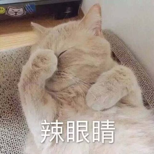 一大波小猫咪表情包 萌萌哒动态图-搞笑频道-手机搜狐