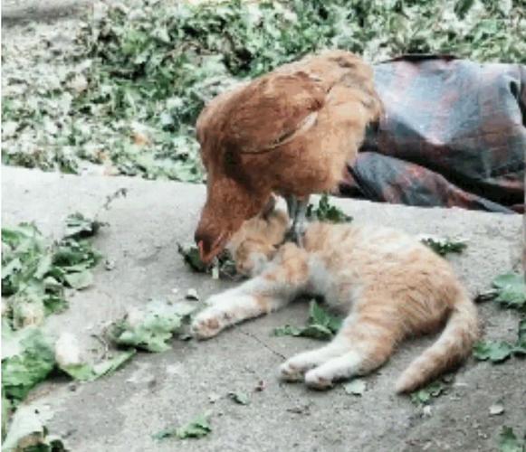 橘猫被公鸡给制服,服服帖帖的躺在地上装死,尊严完全没有了