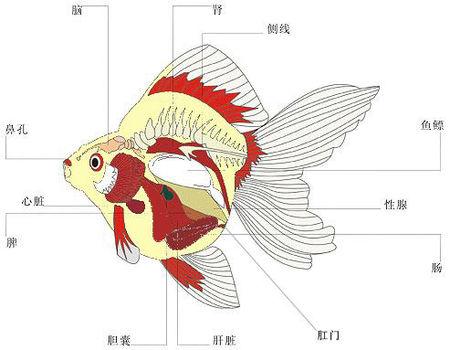 金鱼的身体是怎样的?