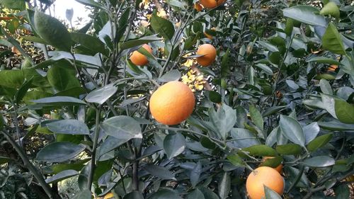 成都市蒲江县位于北纬30度,是世界公认的橙子*种植区之一,生态条件