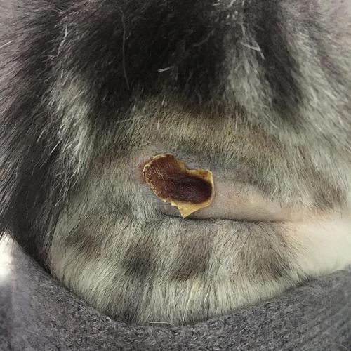 『求助』我家猫得了脓皮症