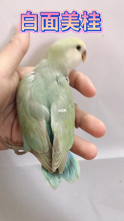 白面美桂牡丹鹦鹉_牡丹_宠物_宠物其他