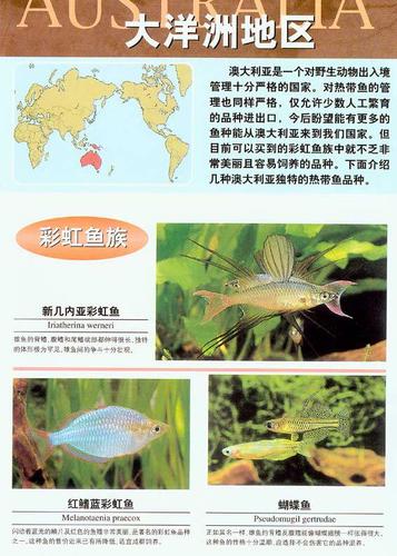 教你看图识鱼--常见热带鱼图鉴