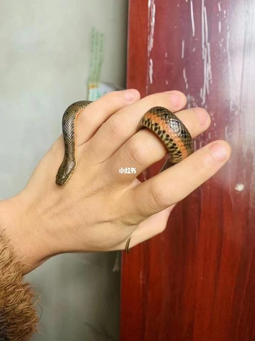 金边水蛇有货_北京攻略_宠物_宠物蛇_宠物_宠物其他