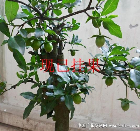 漂亮母树金弹子