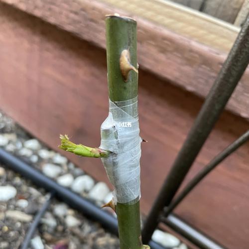 玫瑰嫁接_插花_教程_家居家装_家居装饰