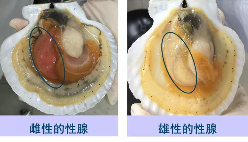 海洋科普615哇扇贝居然这么神奇