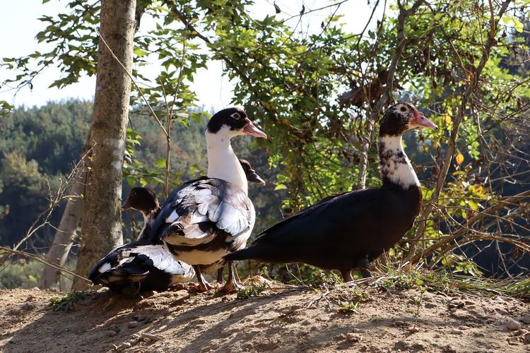 绿牧谷绿色养殖-香醇雁(非洲雁)(番鸭)