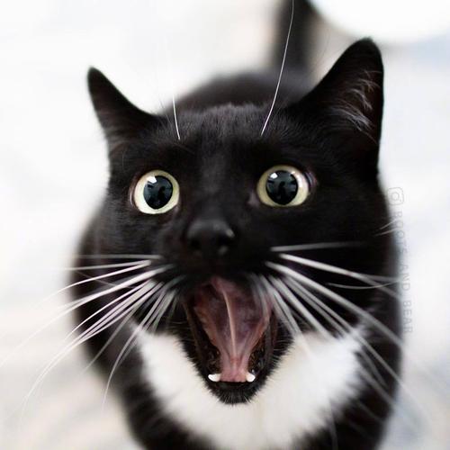 黑猫(玄猫)也可以很可爱