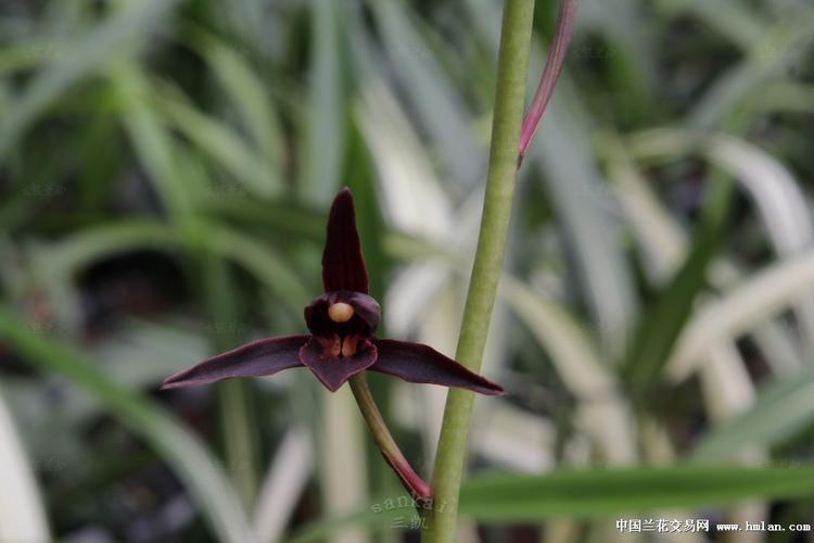 *中华墨宝*--冷血-墨兰篇-中国兰花交易网社区
