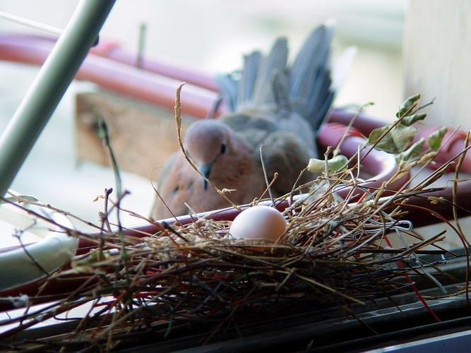 鸟鸟孵蛋记(第2篇)